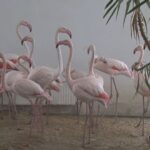 Katták, flamingók és selyemmajom az állatkertben